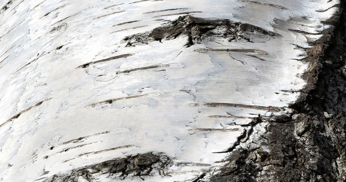 Close real photograph of white birch bark and dark markings