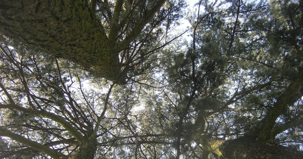 View through the dense green canopy of an Atlas cedar
