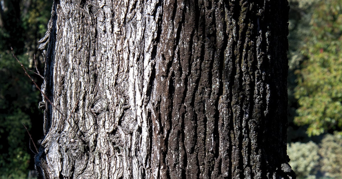 Close real photograph of the furrowed bark of an elm tree