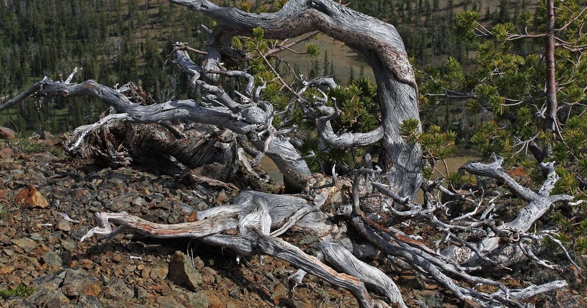 Weathered whitebark pine growing in a mountain forest
