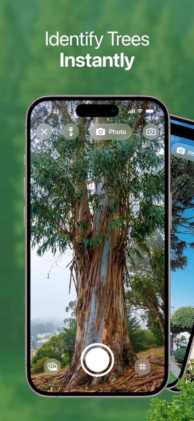 Photograph bark, leaves, or the whole tree
