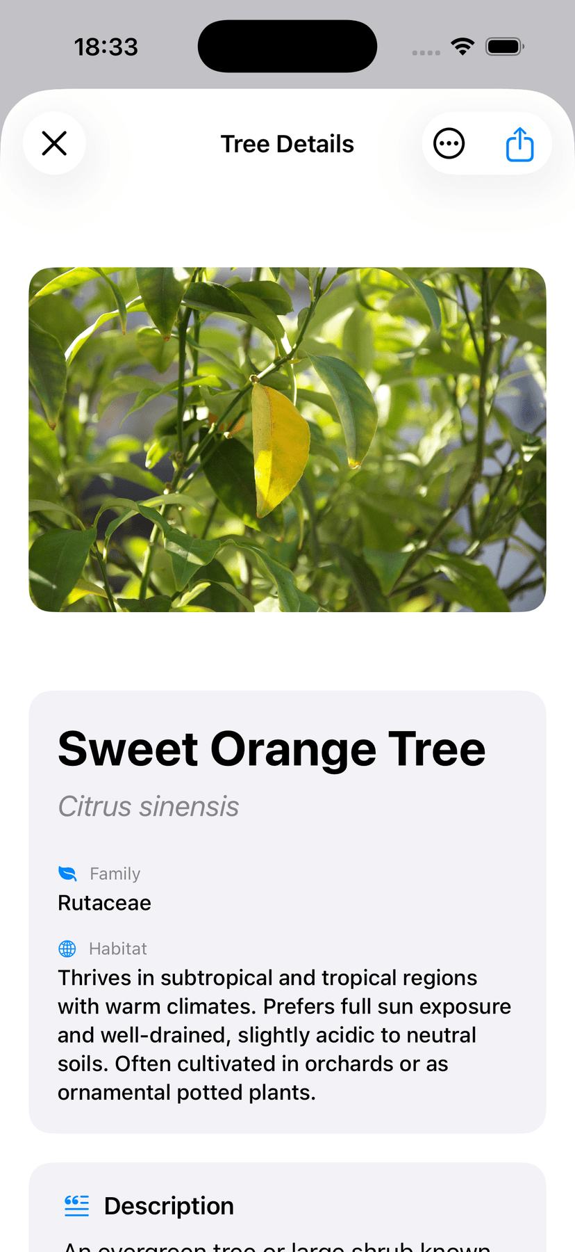 TreeBarkId app preview species details