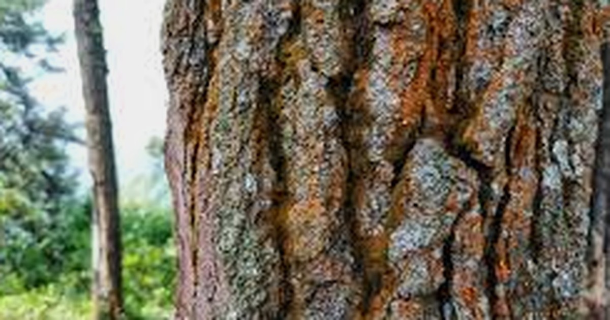 How to Identify pine trees by Bark on a spring Walk cover image