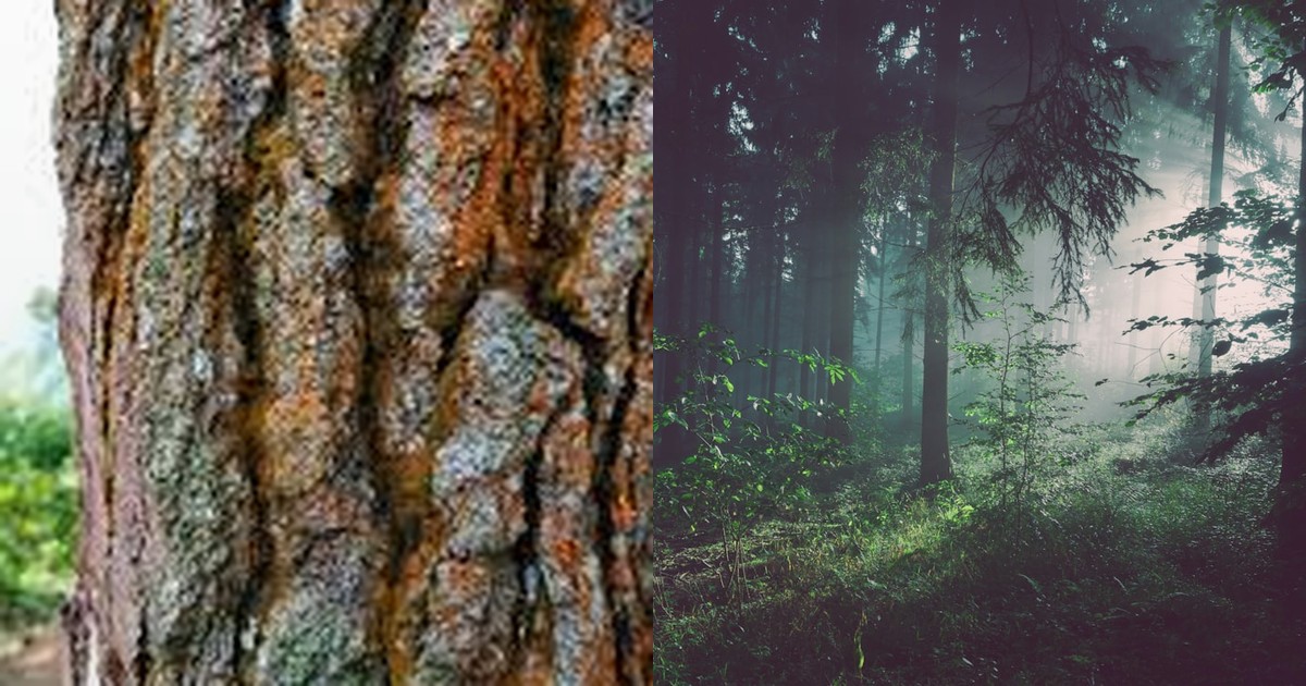 Batch Scan Guide: Compare garden plantings Faster cover image