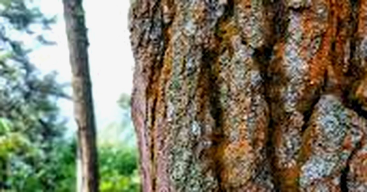 How to Identify maple trees by Bark on a spring Walk cover image