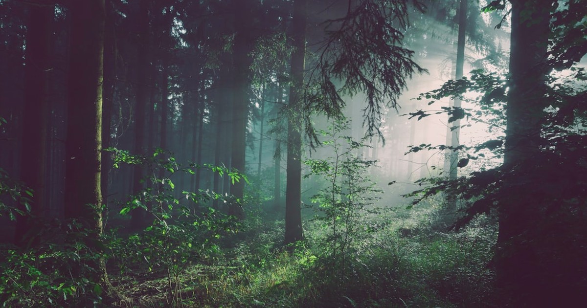 Easy spring Tree Identification Tips for willow trees cover image