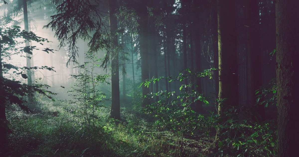 Batch Scan Guide: Compare park collections Faster cover image